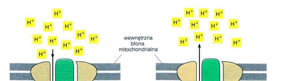 syntaza