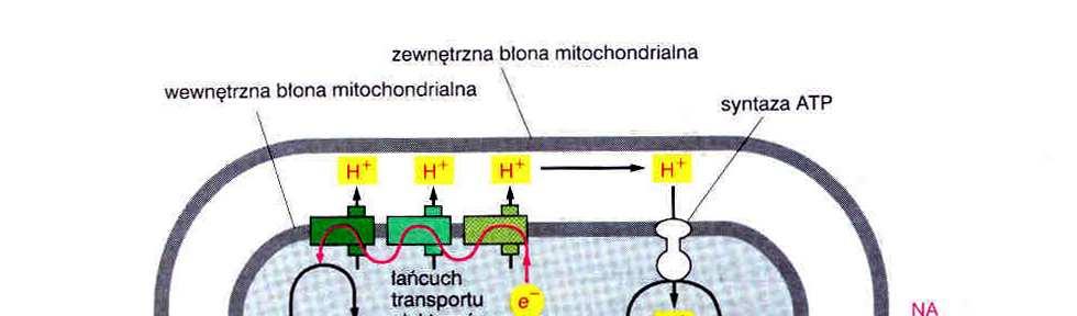 Mitochondria