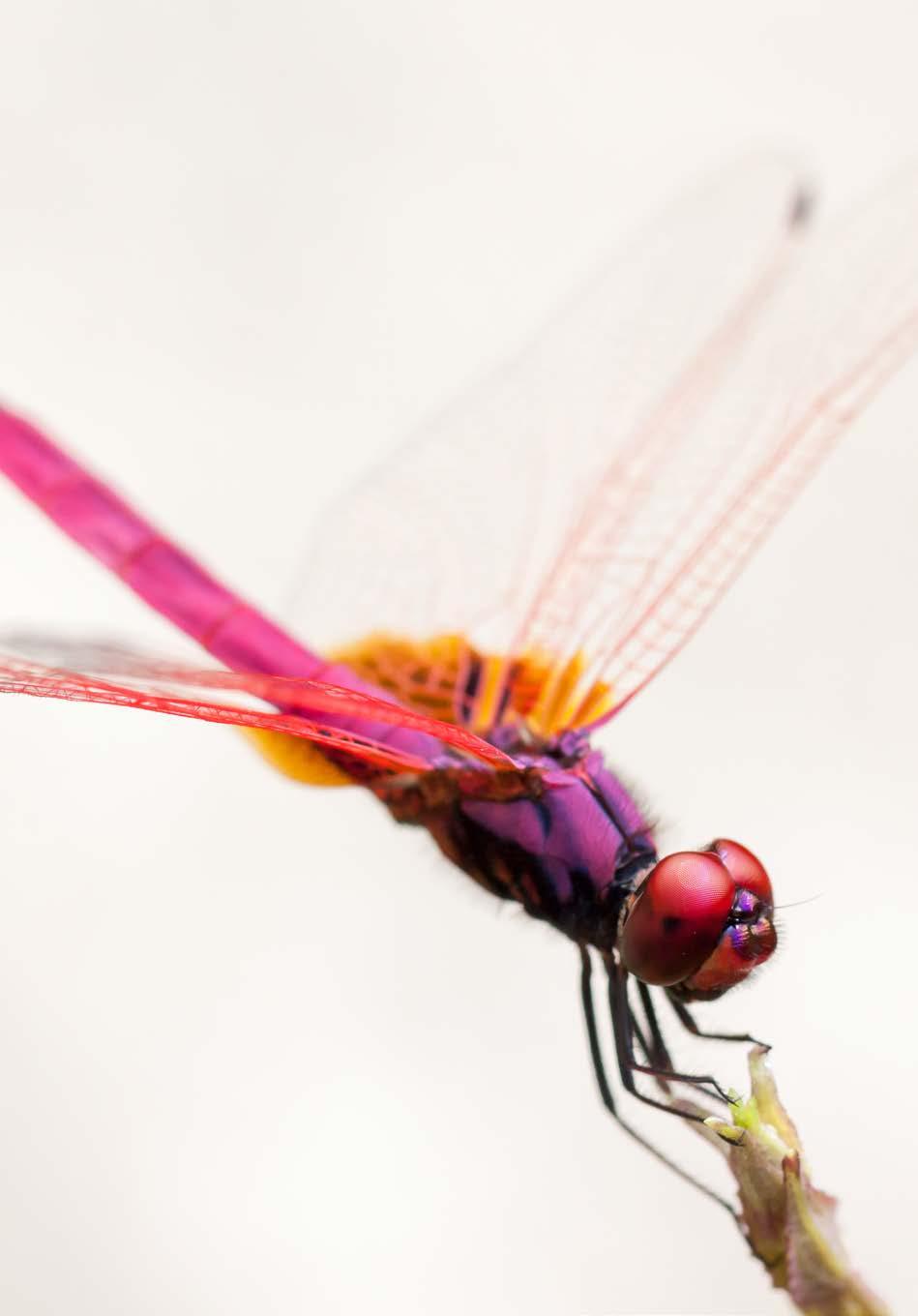 Sympetrum fonscolombii