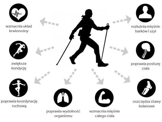 Charakterystyka poprawnej techniki Nordic Walking: górna część ciała osoby chodzącej jest pochylona do przodu: a) aby zapewnić wydajną pracę rąk, b) aby pozwolić na długie kroki i efektywne