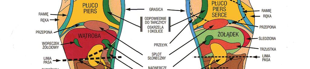 W poszczególnych przypadkach chorobowych masujemy inny zestaw receptorów (Lewandowicz 1993, Nowotczyński 2004). W badaniach własnych wykorzystano 5 spośród 67 receptorów (miejsc refleksyjnych).