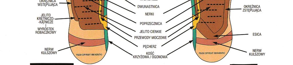 refleksologia.com W naszych poprzednich badaniach (Nowotczyński i in. 2014) stwierdzono obniżenie wartości ciśnienia skurczowego po 10.