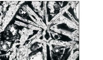 6. Radiant aggregates of melilite, 200x, a) 1N b) XN Drobne kryszta³y o zró nicowanym pokroju (fot. 7).