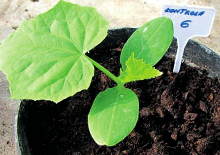 AGROINNOWATOR 5 FOT.. Wpływ TYTANITU na ograniczenie rozwoju mączniaka rzekomego na ogórkach. Praca magisterska, Łukasz Więckowski pod kierunkiem doc. dr hab. Barbary Dyki, WSEH, Skierniewice, 1. RYS.