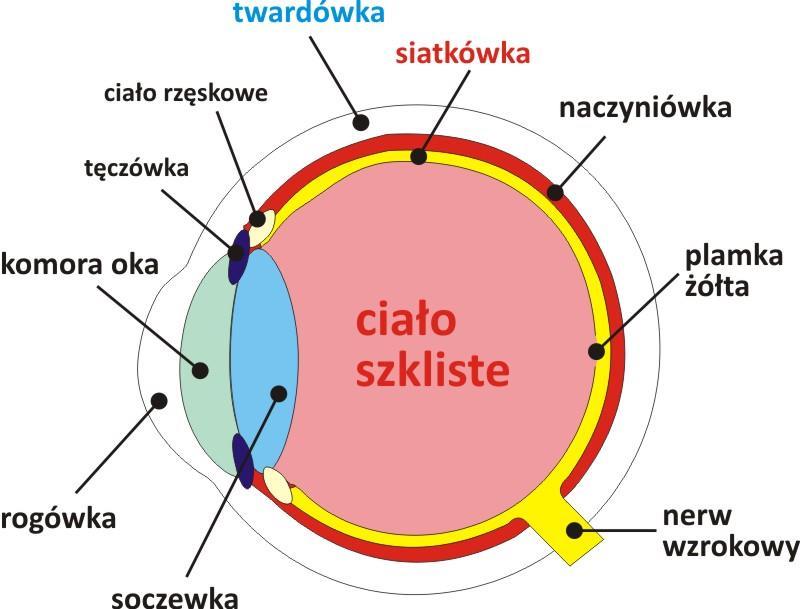 Strona1 WITREKTOMIA Czym jest witrektomia?