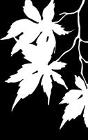 .. 4. 5. szer. x wys.