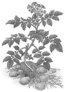 1 2 3 4 5 A. tylko roślina nr 1 B.