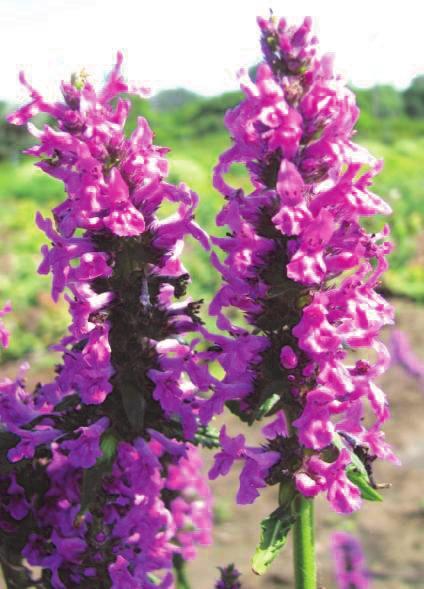 ZALECENIA UPRAWOWE Bukwica lekarska Naturalnie występuje na łąkach śródleśnych, w widnych zaroślach i na miedzach. Preferuje stanowiska zasobne w próchnicę i wilgoć.