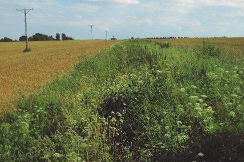 MIEDZE ŚRÓDPOLNE: Odpowiednio utrzymywane miedze mają znaczenie dla ochrony i zachowania zagrożonych, dziko rosnących gatunków roślin związanych z polami uprawnymi.