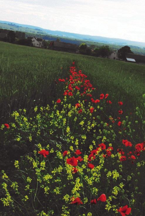 lub zakładania nowych miedz wysiewać mieszankę traw i roślin zielnych (gatunków, wyłącznie rodzimych i naturalnie występujących w danym regionie), pozyskaną przez rolnika, lub mieszankę materiału