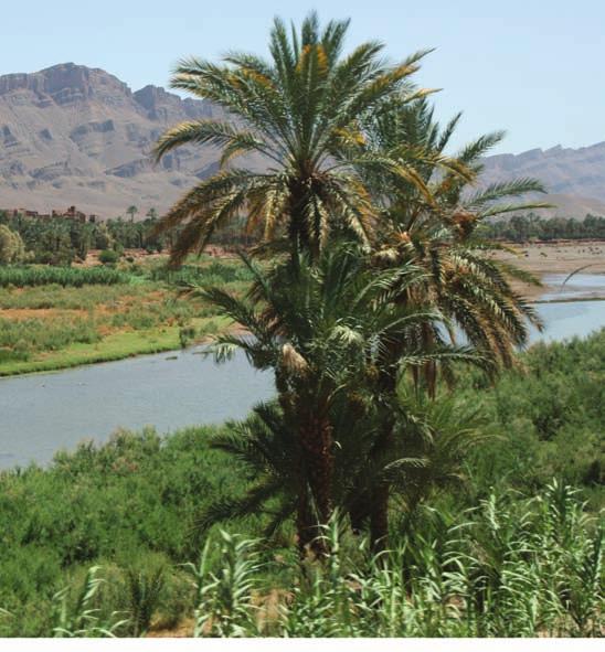 Kraje Bliskiego Wschodu natura wyposa y³a w owoce, które w stanie dzikim mog³y dostarczaæ bardzo wartoœciowego po ywienia. Palma daktylowa to drzewo pustyni.