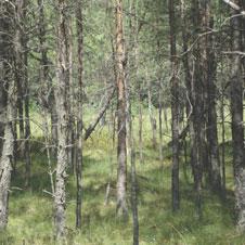 Leśne torfowisko Ledo-Sphagnetum magellanici (fot. A. Namura-Ochalska) Photo 4.