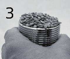 ziarnami.