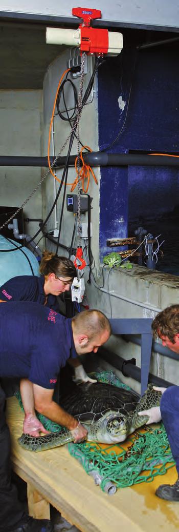 Elektryczny wciągnik łańcuchowy Seria ED do 480 kg Szybki kompaktowy,