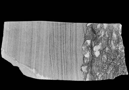 3747,0 m A dolomitized laminated microbialite, partly with thrombolite and fenestral structure; Studnica formation, depth 4184.