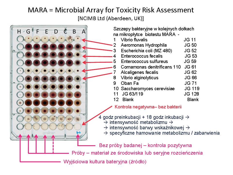 Biotesty ekotoksykologiczne a ocena stanu biologicznego wód 387 Ryc. 1. Obraz płytki testowej MARA (ang. Microbial Assay for Risk Assessment) z opisem rozmieszczenia szczepów organizmów testowych.