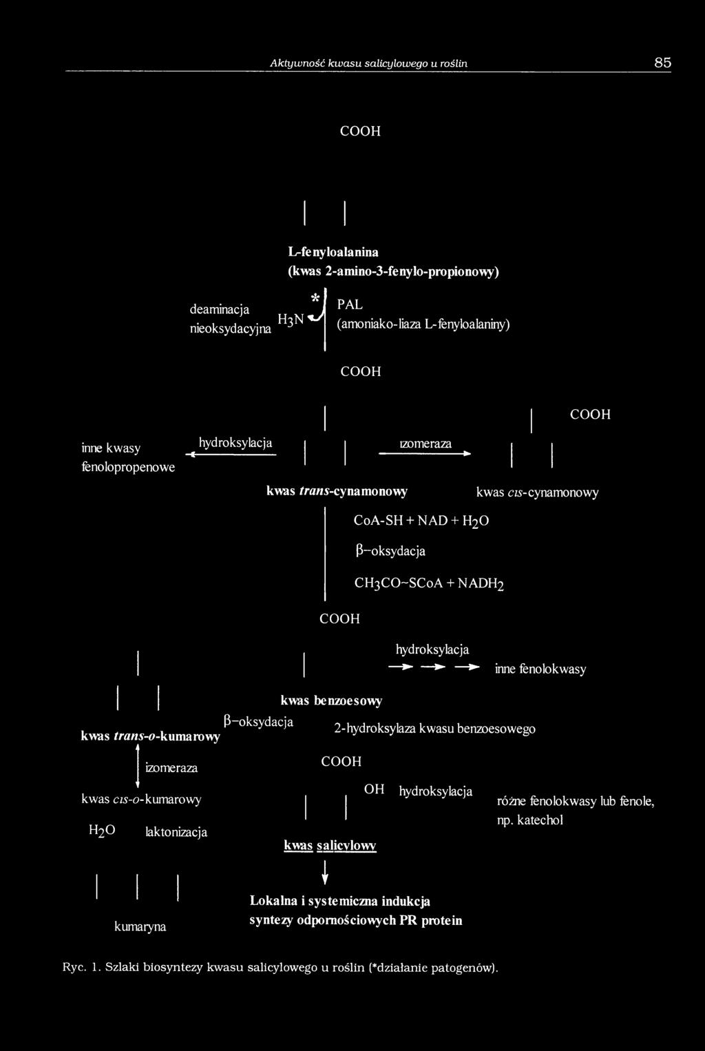 benzoesowy CoA-SH + NAD + H20 p-oksydacja CH3CO~SCoA + NADH2 hydroksylacja inne fenolokwasy 2-hydroksylaza kwasu benzoesowego kwas s alicylowy OH hydroksylacja różne