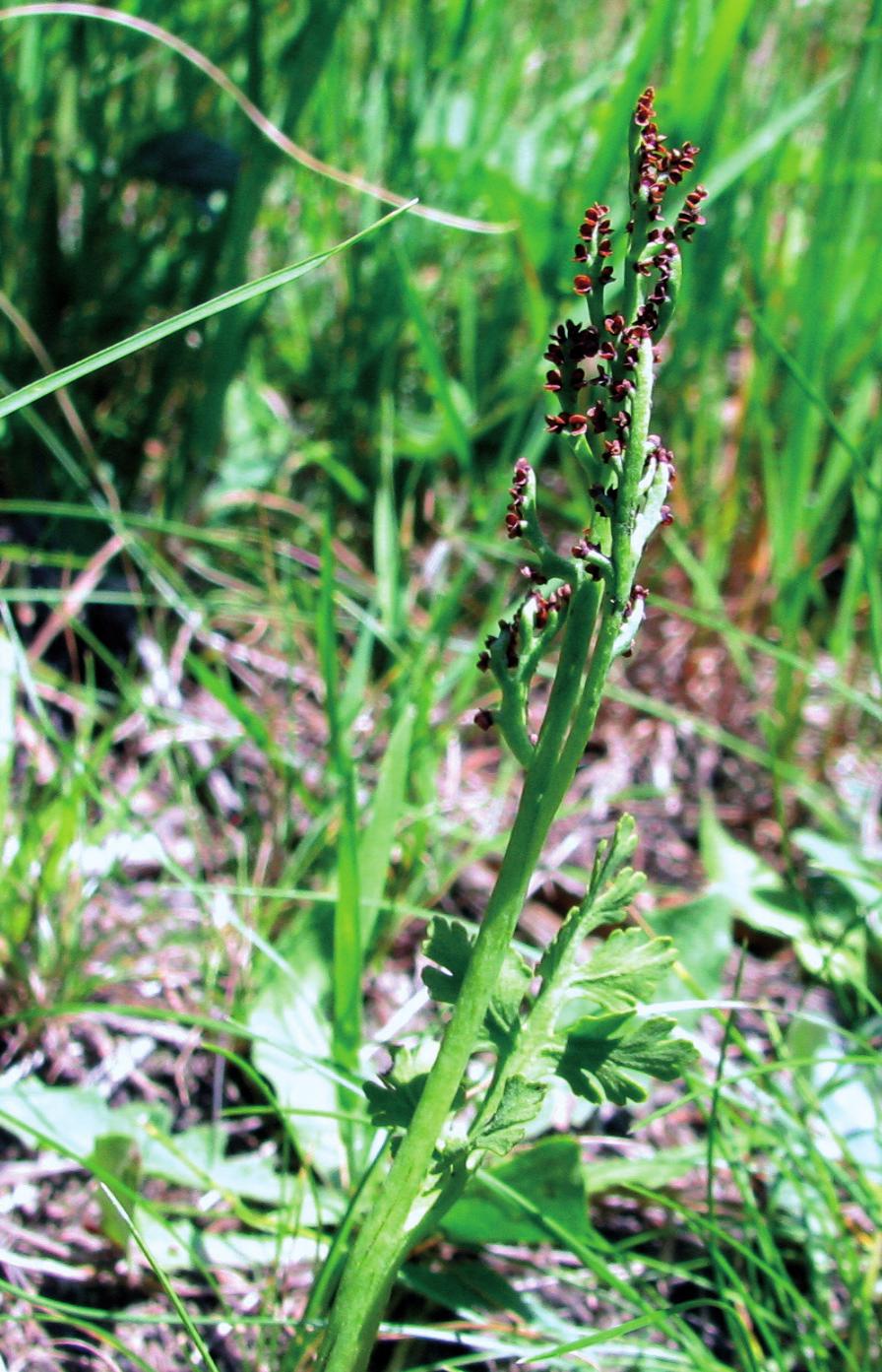 Wilczek) kruszczyka szerokolistnego Epipactis helleborine. Fitocenoza zajmuje zbocze o nachyleniu 30 o ekspozycji południowej, na wysokości 723 m n.p.m. Jest to zatem najwyższe potwierdzone w ostatnich latach stanowisko podejźrzona marunowego w Polsce (Bobrowicz i in.