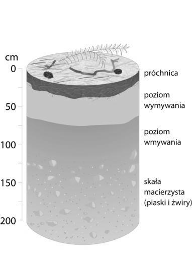 Gleby A i B są przykładem gleb strefowych. 2. Najżyźniejszą glebą jest gleba B. 3. Gleba C powstaje przy udziale roślinności lasów iglastych. 4.