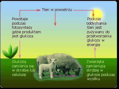 TLEN JAKO