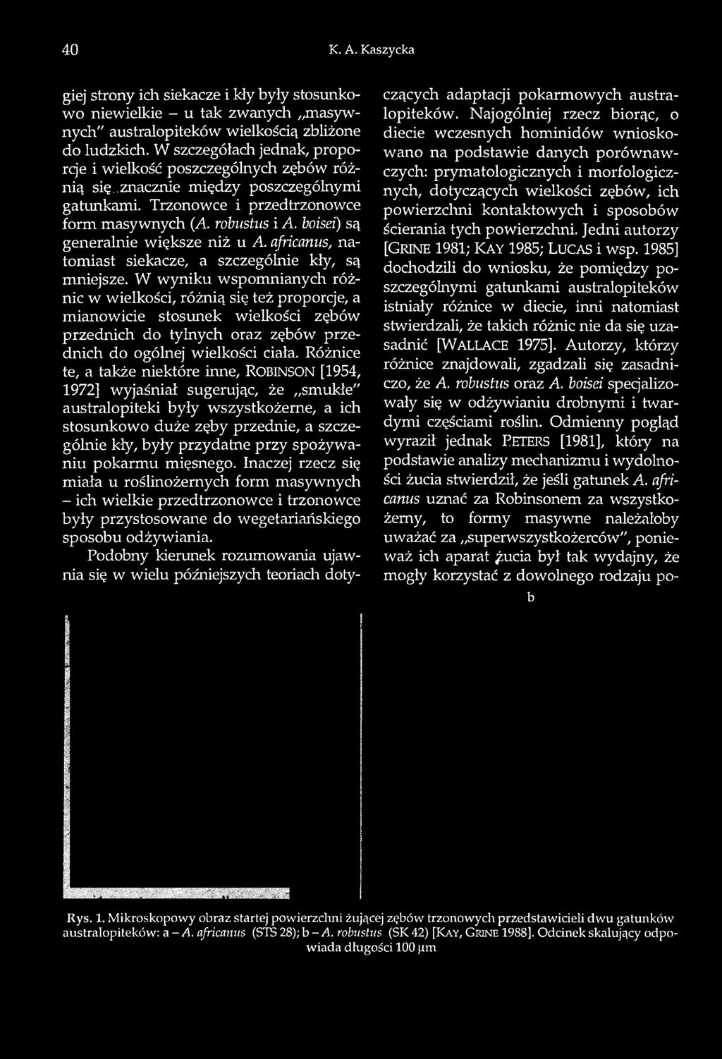 boisei) są generalnie większe niż u A. africanus, natomiast siekacze, a szczególnie kły, są mniejsze.