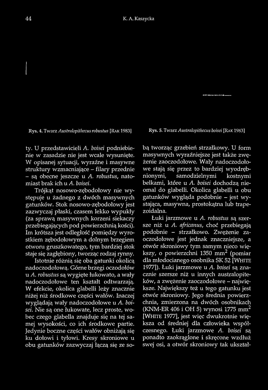 44 K. A. Kaszycka Rys. 4. Twarz Australopithecus robustus [Ra k 1983] Rys. 5. Twarz Australopithecus boisei [Rak 1983] ty. U przedstawicieli A. boisei podniebienie w zasadzie nie jest wcale wysunięte.