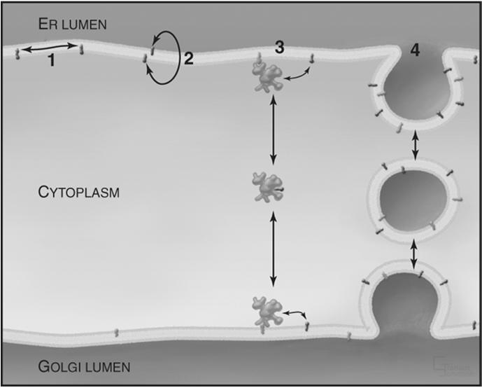 specyficzne białka transportujące LTPs - lipid-transfer