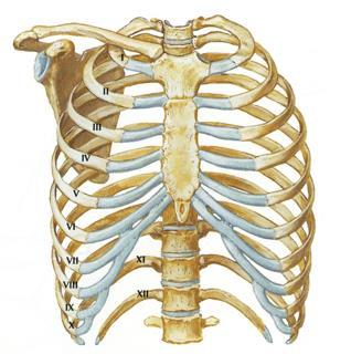 Budowa szkieletu klatki piersiowej Mostek 12 par żeber 1-7 para: żebra prawdziwa,