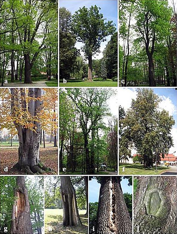 Rys. 2. Wybrane drzewa pomnikowe i formy ich uszkodzeń: a dąb szypułkowy Quercus robur,,bartek (nr ew. 428), b jesion wyniosły Fraxinus excelsior (nr ew.