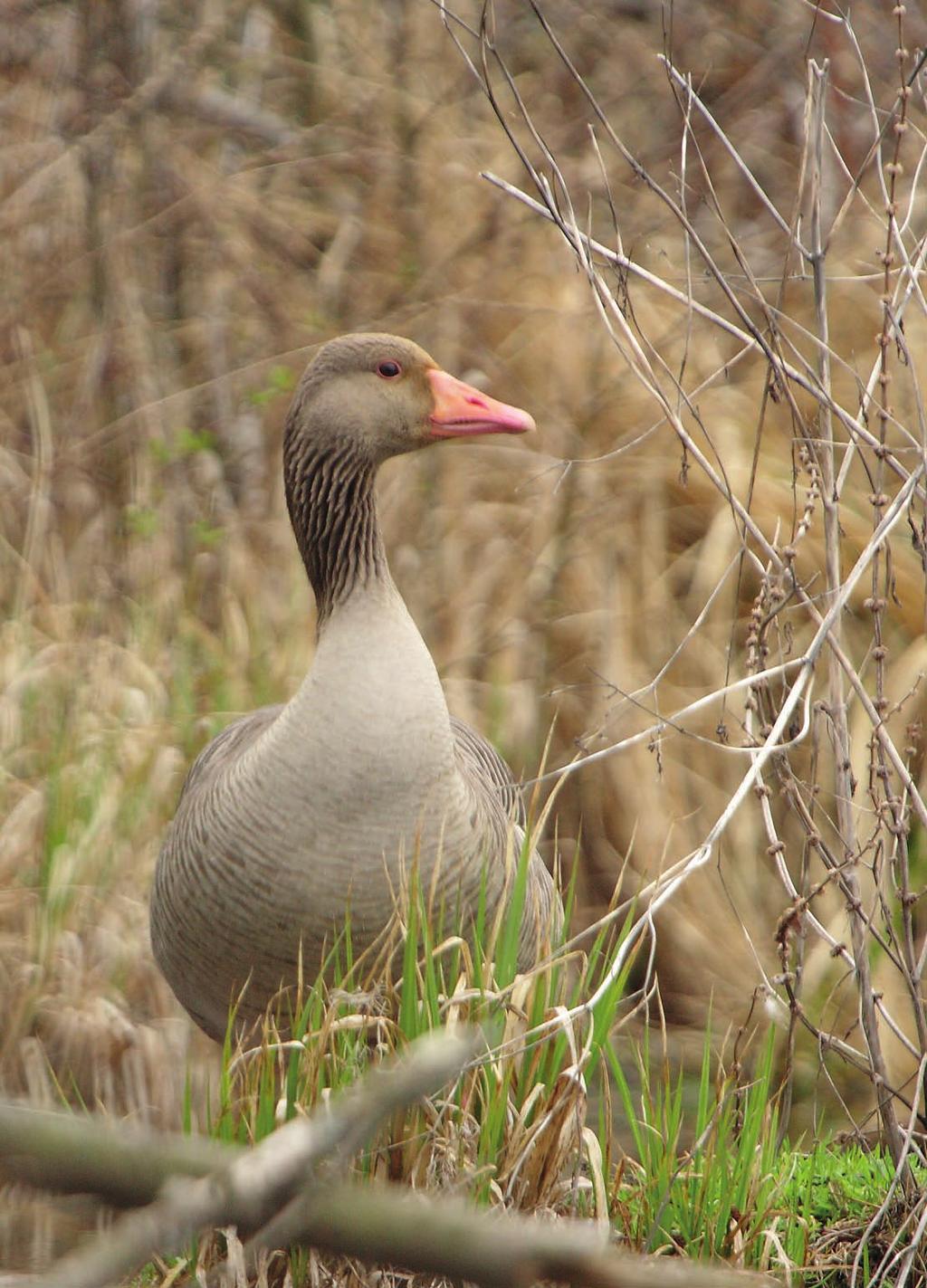P. Czechowski i in. Awifauna lęgowa obszaru Natura 2000 Jeziora Pszczewskie i Dolina Obry Przegląd wybranych gatunków Gęgawa Anser anser (ryc. 2). Liczebność oszacowano na 55 par.