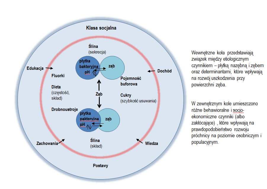 dotychczas fizjologiczny proces demineralizayjno-remineralizacyjny staje się procesem patologicznym i rozwija się zmiana próchnicowa.