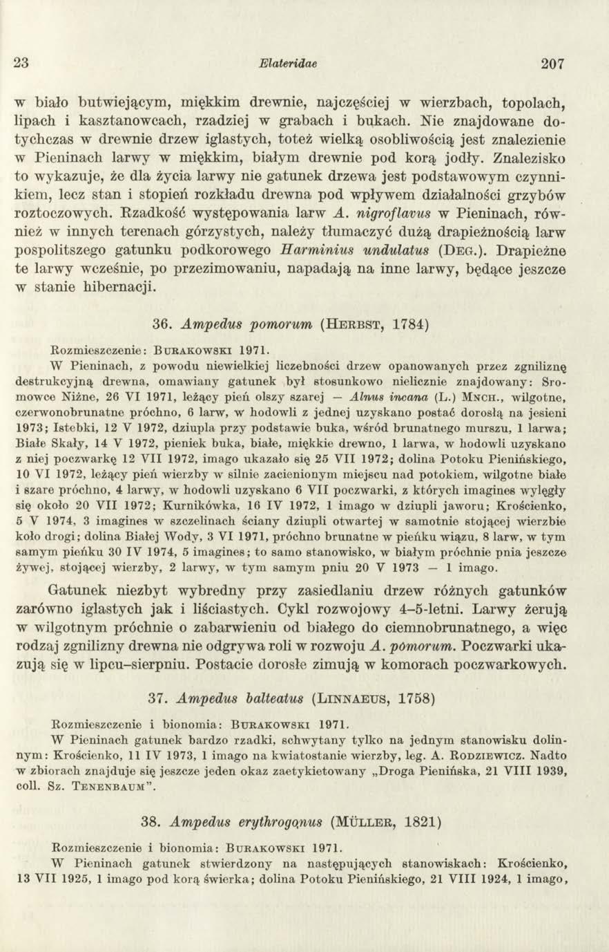 23 Elateridae 207 w biało butw iejącym, miękkim drewnie, najczęściej w wierzbach, topolach, lipach i kasztanow cach, rzadziej w grabach i bukach.