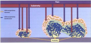 Błona biologiczna - organizmy tlenowe i beztlenowe Zrywanie biofilmu [opracowana na