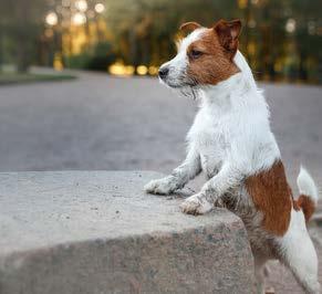 SMALL ADULT KARMA Z JAGNIĘCINĄ I RYŻEM Idealna karma dla małych psów, wrażliwych na niektóre pokarmy, ponieważ zawiera ryż i nie zawiera pszenicy.