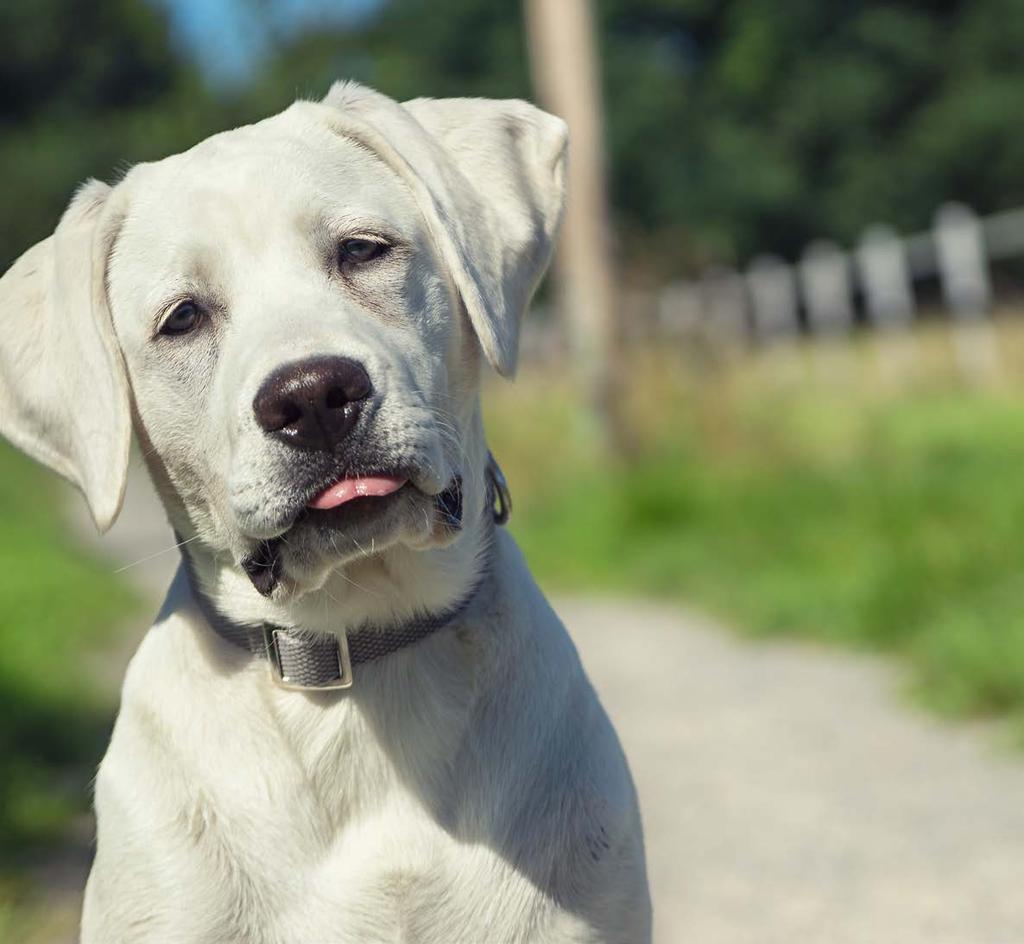 DOG ADULT DUCK & POTATO KARMA Z KACZKĄ I ZIEMNIAKAMI Bezglutenowy i bezzbożowy przysmak dla alergików i psich koneserów.