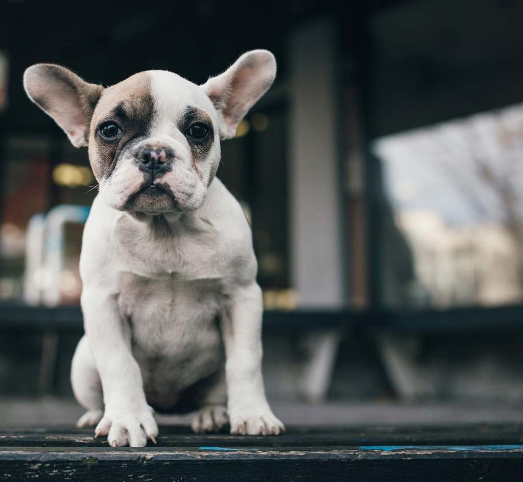 PUPPY Z JAGNIĘCINĄ I RYŻEM Hipoalergiczna karma dla szczeniąt wszystkich ras, bogata w świeżą jagnięcinę i lekkostrawny ryż.