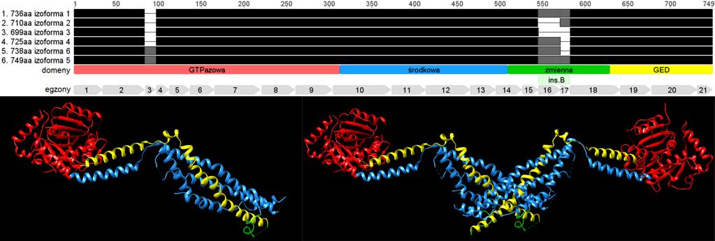 (B) indukowanie apoptozy w wyniku uwolnienia cytochromu c (lub innych czynników proapoptotycznych) z przestrzeni międzybłonowej, (C) wydajny transport mniejszych mitochondriów wzdłuż cytoszkieletu do