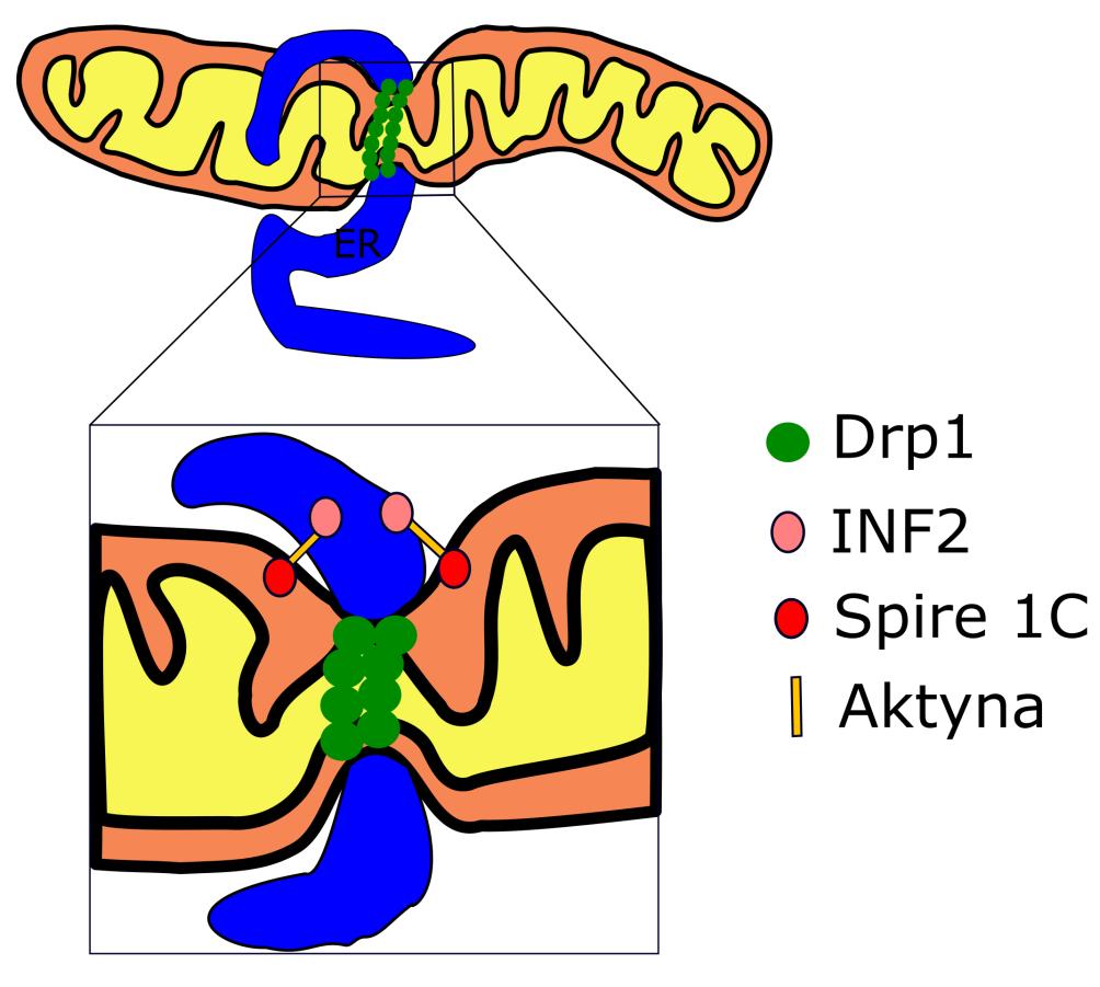 Rycina 5. Na rycinie przedstawiono schematyczny rysunek ilustrujący rolę ER i aktyny w procesie fragmentacji mitochondrium.