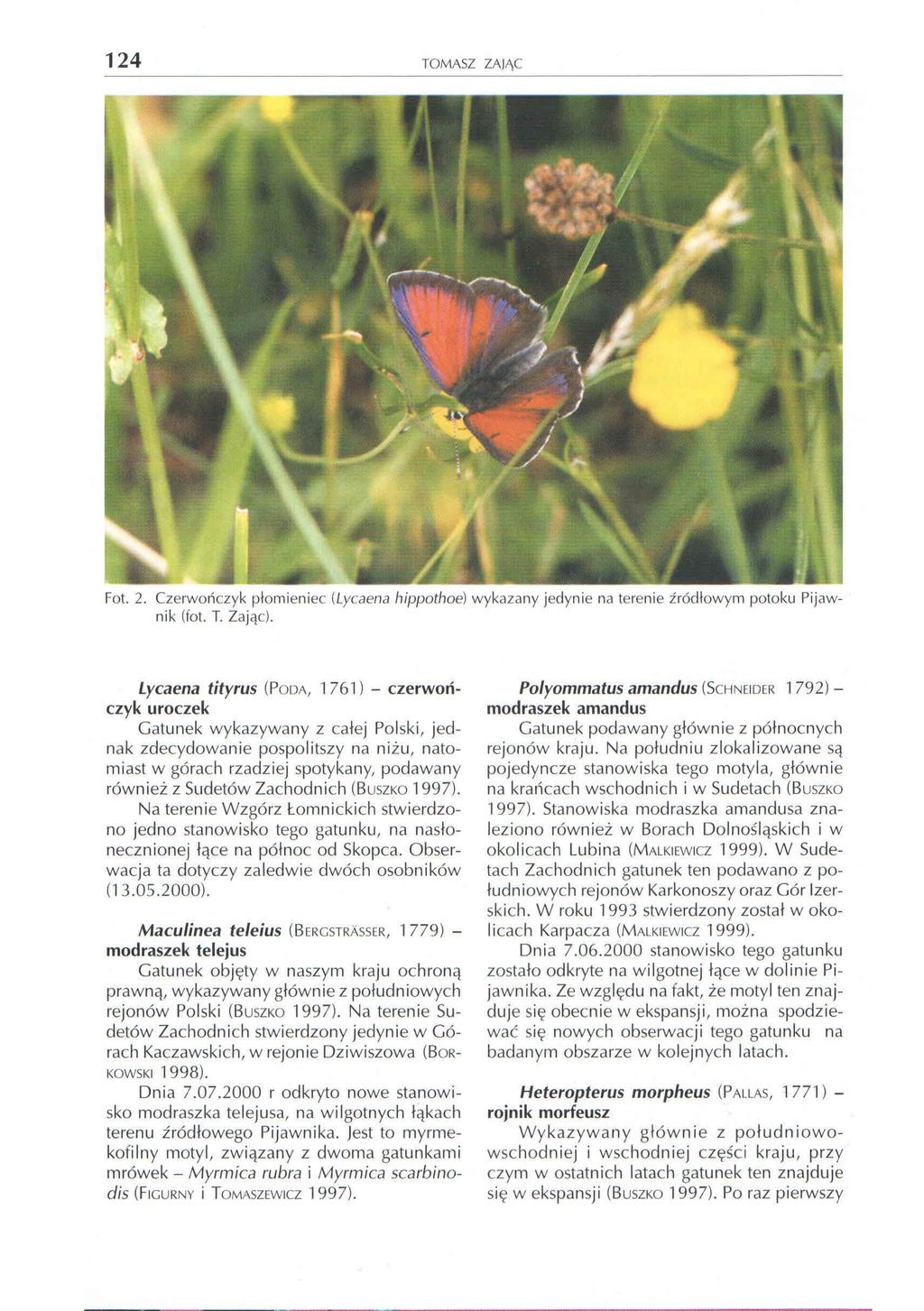 124 TOMASZ ZAJI\C Fat. 2. Czerwor\czyk plornieni ec (Lycaena hippothoe) wykazany jedynie na tereni e ir6dlowyrn potoku Pijawnik (fat. T. Za jqc).