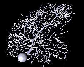 Tutorial: Modelowanie czynności neuronów i pewnych aspektów czynności mózgu 13 Izopotencjalny kompartmnet jest punktem wyjścia dla bardziej realistycznych modeli neuronów uwzgledniających