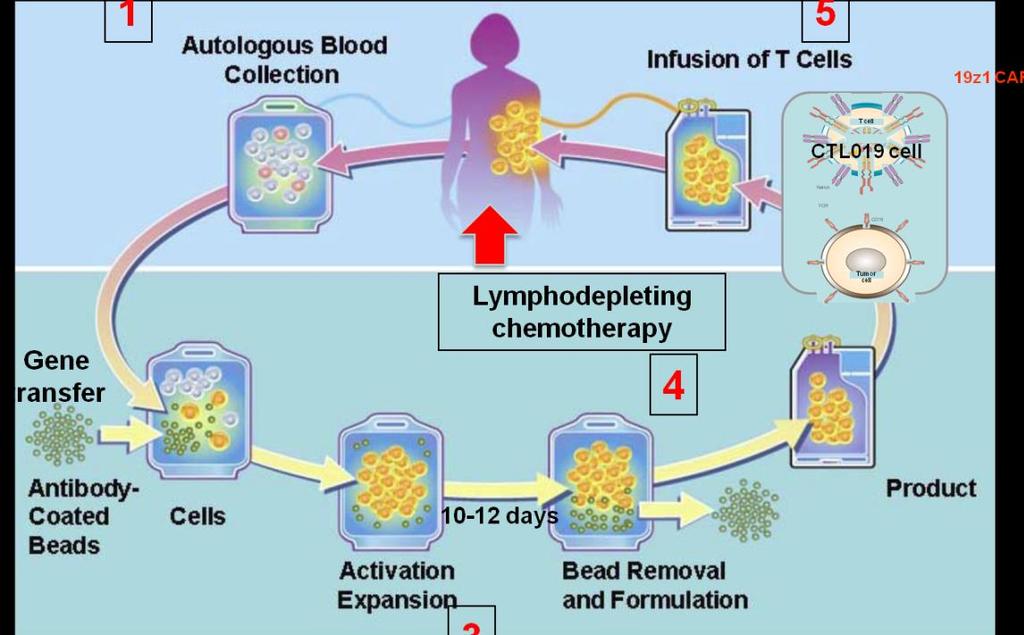 Chimeric Antigen Receptor T Cells 1 5 CAR a Ligand binding domain scfv 2 4 CD 28 Y CD 28 Y ZAP70 ZAP70 Signaling domains CD28 v 4-1BB