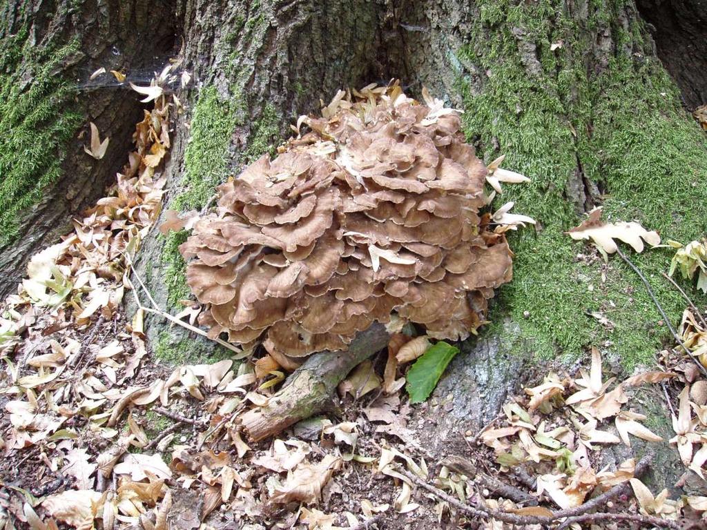 zagrożenia i ochrona grzybów ochrona gatunkowa, siedliskowa, czynna ochrona