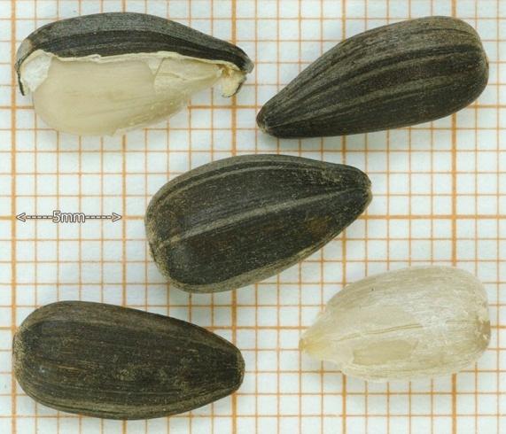 ) Seeds of plants which constitute a research material: A common flax ((Linum usitatissimum L.), B rape (Brassica napus L. var. napus), C common sunflower (Helianthus annuus L.