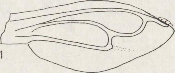 nodus. (. Apical margin of clypeus upturned; face with the orbits and Y-like spot at the middle, ivory... P. vestigialis (F oerst.). Figs. 1-2.