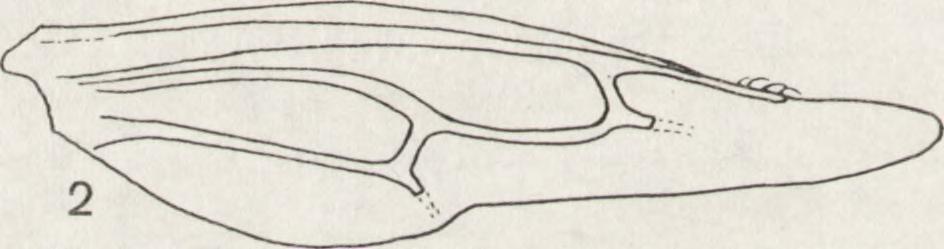 Hoplismenus ungulatus G r a v e n iio r s t, 1829: 430. Holotype (d): without label, Coll. G r a v e n h o r s t, Wroclaw (UW).
