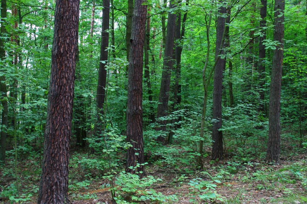 Procesy łęgowienia i grądowienia w lasach; Juwenalizacja, pinetyzacja, cespityzacja, fruticetyzacja i neofityzacja lasów; Znaczny udział płatów leśnych zbiorowisk