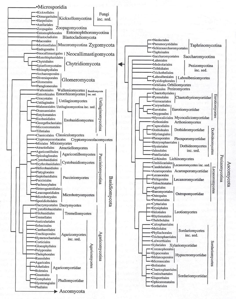 Ryc. 1. Drzewo filogenetyczne królestwa Fungi (Blackwell i wsp. 2006).