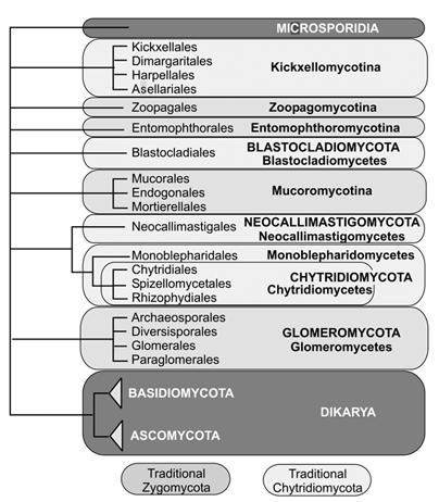 3 podtypy: Pezizomycotina (Ascomycotina), Saccharomycotina i Taphrinomycotina (Ryc. 1, 3) (Blackwell et al. 2006, Hibbett et al. 2007, Kirk et al. 2008).