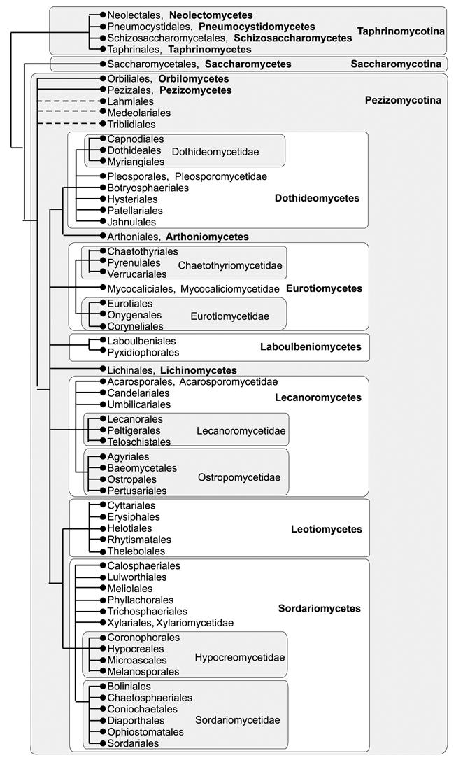 Ryc. 3. Filogeneza i klasyfikacja Ascomycota (Hibbett i wsp. 2007). Fig. 3. Phylogeny and classification of the phylum Ascomycota (Hibbett et al.