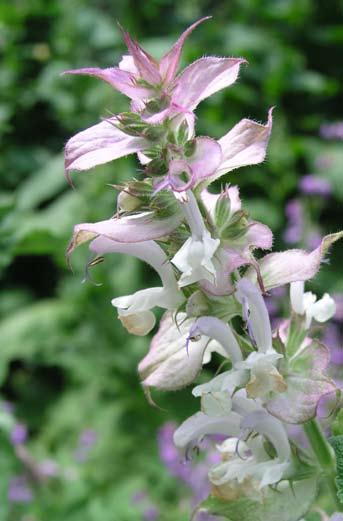 INDEX SEMINUM Salvia